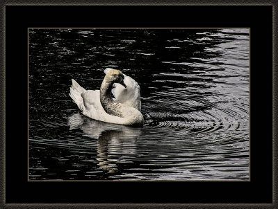 307 = Swan = 529A2586.jpg