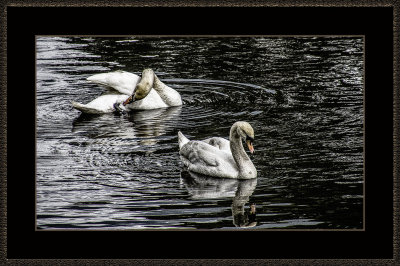 308 = Swans = 529A2588.jpg