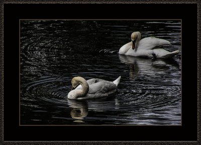 309 = Swans = 529A2589.jpg