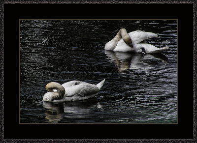 310 = Swans = 529A2592.jpg