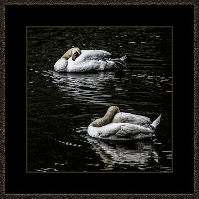312 = Swans = 529A2597.jpg