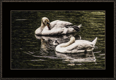 314 = Swans with a baby modified = 529A2603.jpg