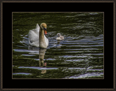 316 = Swan with a baby = 529A2607.jpg
