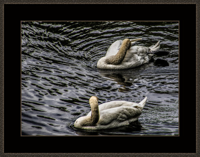 318 = Swans = 529A2612.jpg