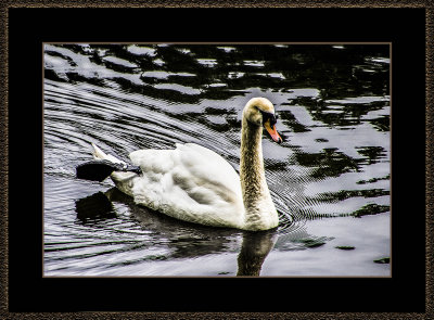 323 = Swan = 529A2626.jpg