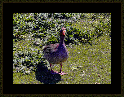 333 = Greylag goose from 2004.jpg