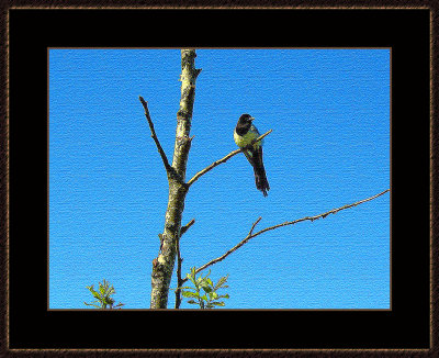 334 = Norwegian Crow from 2004.jpg