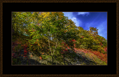 AUTUMN IN MY BACKJYARD 2017