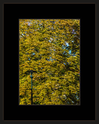 2_=_Høst_i_Sofienbergparken_2018_=_529A6412.jpg
