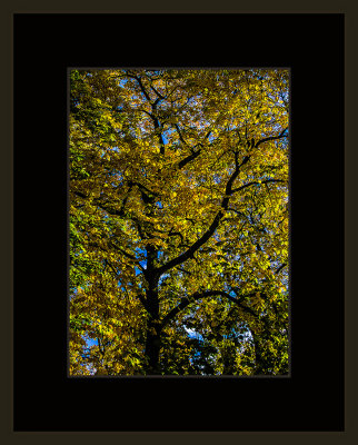 3_=_Høst_i_Sofienbergparken_2018_=_529A6418.jpg