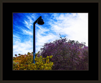 9_=_Høst_i_Botanisk_hage_2018_=_529A6480.jpg
