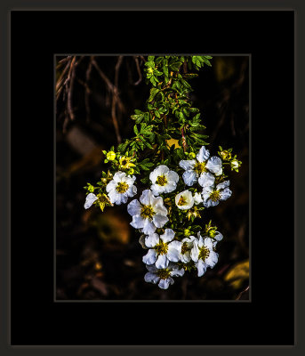12_=_Høst_i_Botanisk_hage_2018_=_529A6489.jpg