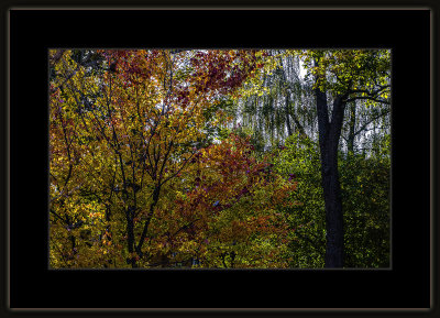 28_=_Høst_i_Botanisk_hage_2018_=_529A6542.jpg