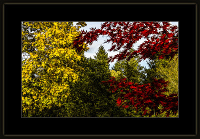 48_=_Høst_i_Botanisk_hage_2018_=_529A6596.jpg