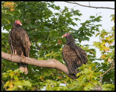 VULTURES / URUBUS
