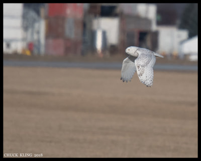DSC_0702-800.jpg