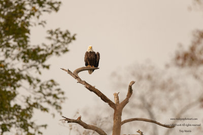 MacGregor Park Houston Texas Bald Eagle