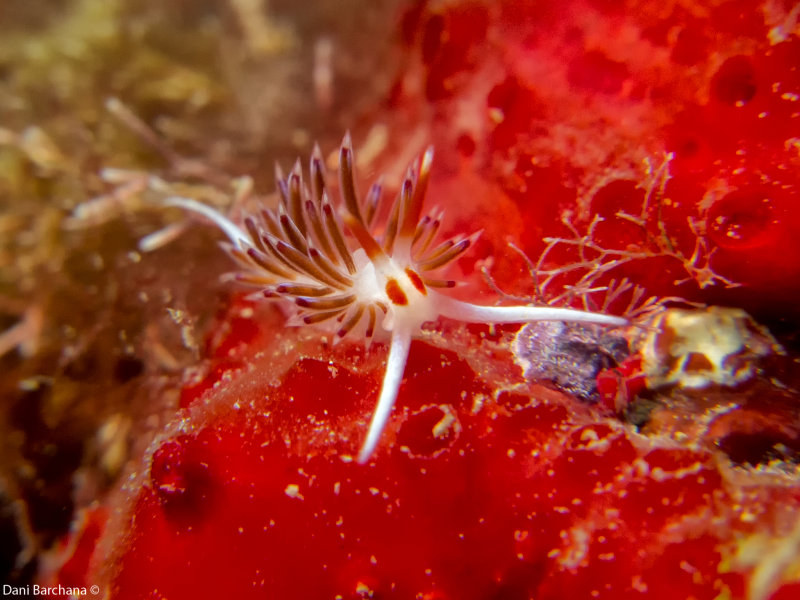 Cratena peregrina