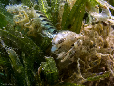 Marbled shrimp - Acanthosquilla multifasciata