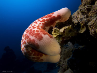 Granulated Seastar (Choriaster granulatus)