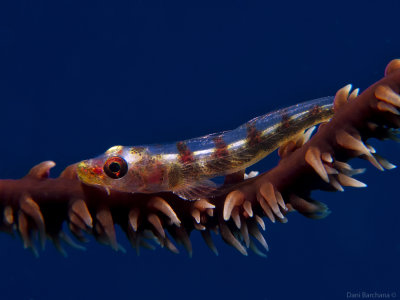 Whip Coral Goby (Bryaninops yongei)