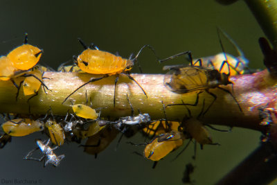 Aphids