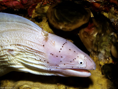 Geometric Moray -  Gymnothorax griseus