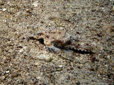 Short Dragonfish Euripegasus draconis