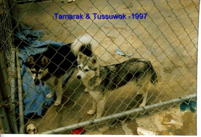Tamark & Tussuwok