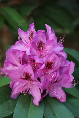 Rhododendron Bloom.jpeg
