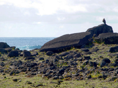 Guarding the fallen moai