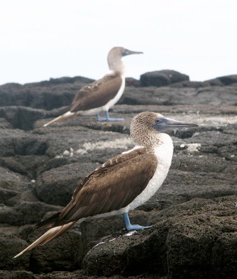 0679: Blue-footed boobies