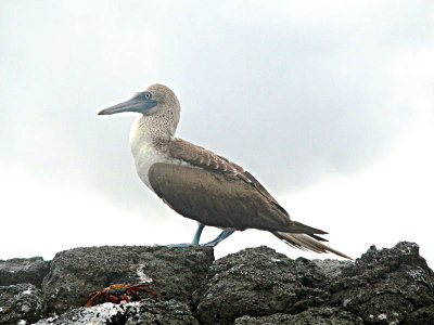0691: Handsome blue-footed booby  and a crab
