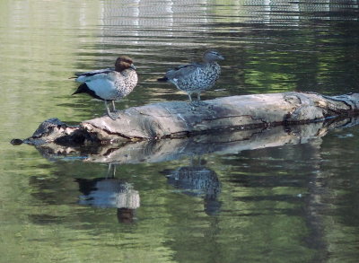 Wood ducks on a floating log