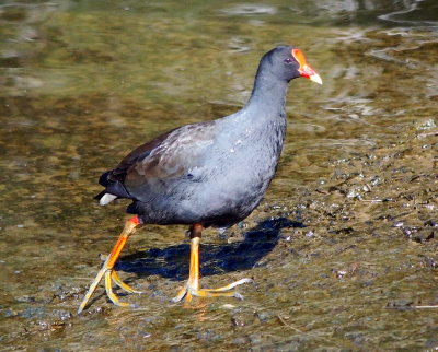 Swamp Hen