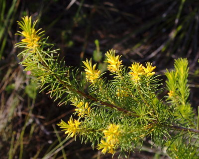 Persoonia