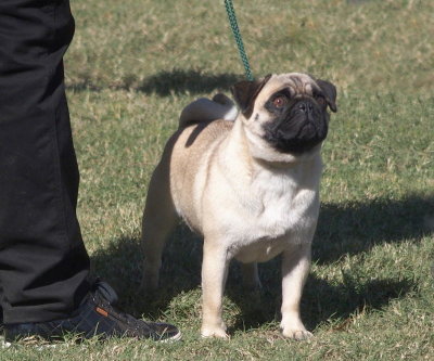 Well-behaved Pug