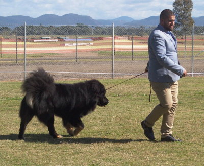 Dog parading for the judge