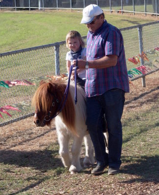 Miniature horse rides for small children