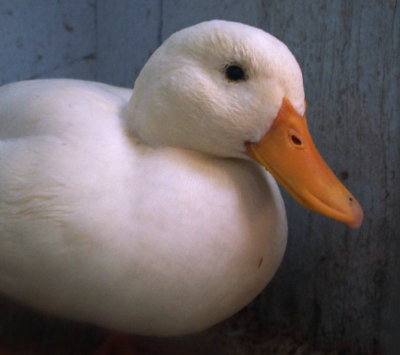 Archetype of Duck