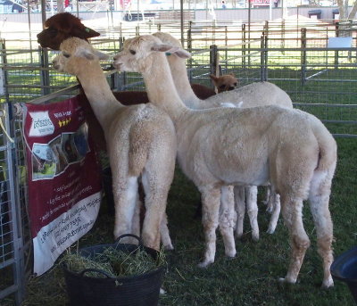 Alpacas