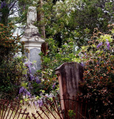 Wisteria ornaments an old monument
