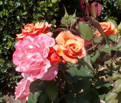 Roses at Paradise Found