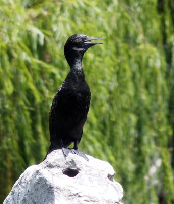 0687: Little cormorant