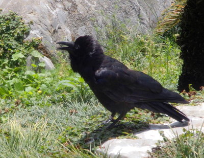 0718: Raven