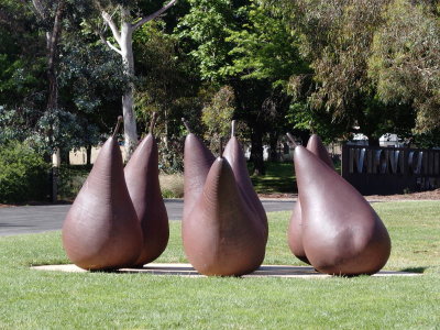 Several large pears