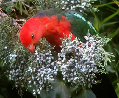 Male king parrot