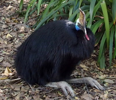 Comfortably seated Cassowary