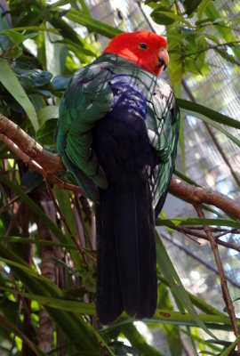 King Parrot