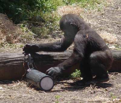 Young chimp examining suspected destructive device
